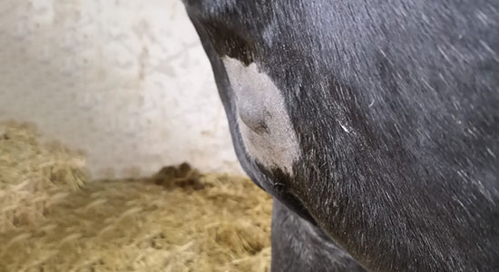 Entfernung von Hauttumoren / Pathologie