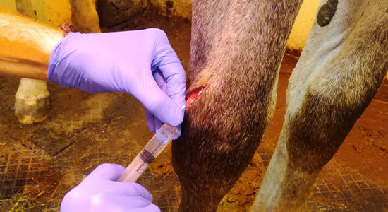 Wundversorgung/Abszessspaltung