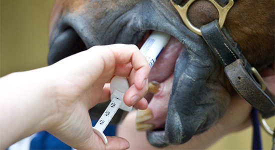 Entwurmungsmanagement