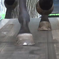 Rehabilitationsmedizin / Laufbandtherapie